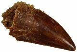 Serrated, Raptor Tooth - Real Dinosaur Tooth #296188-1